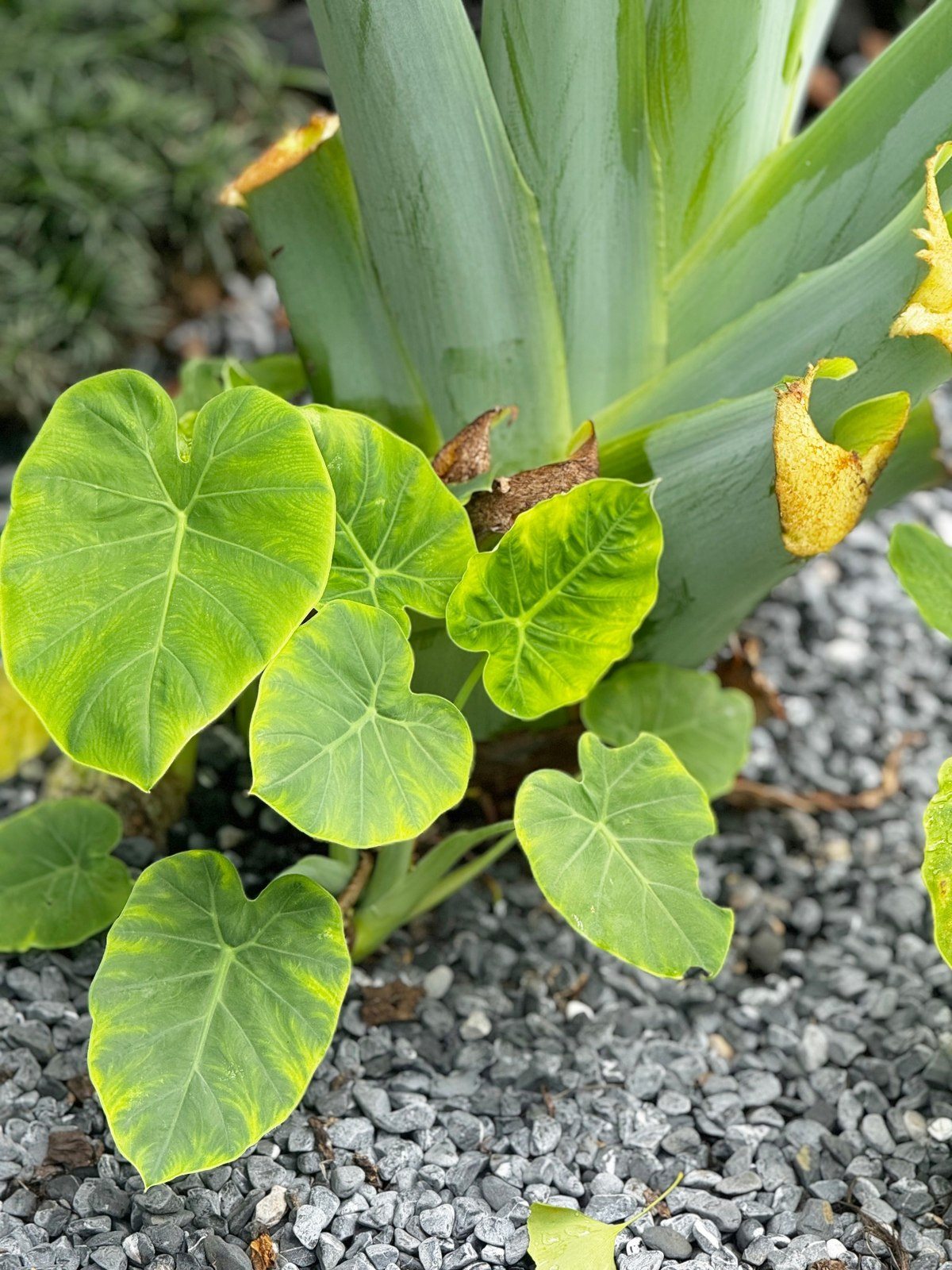 植物细节