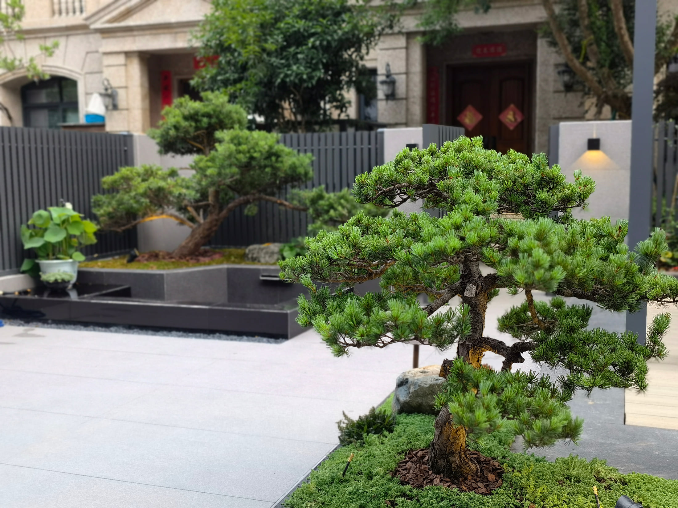 景观松与水院近景
